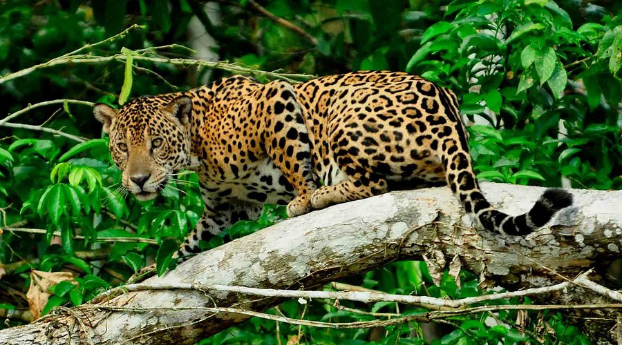 Fauna del lago