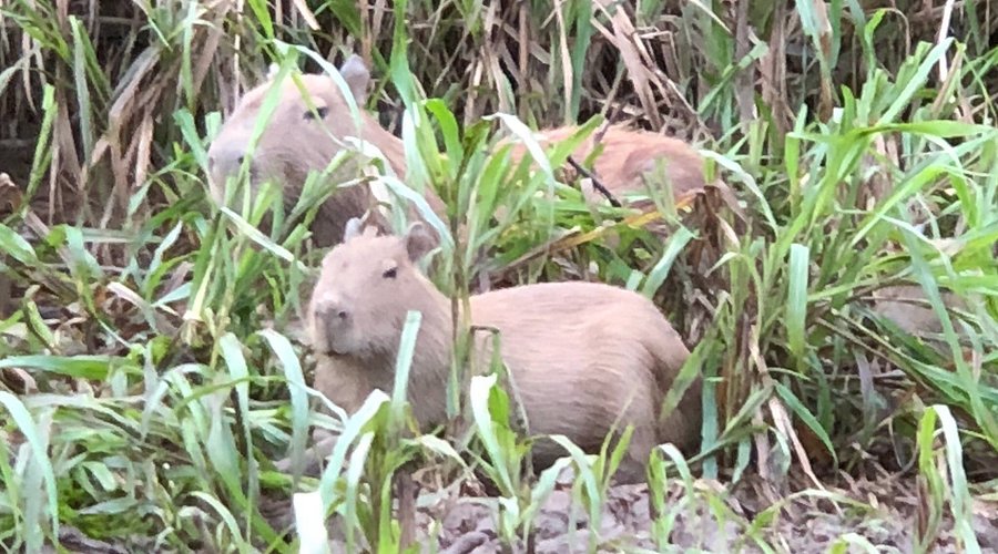 Fauna de Tambopata