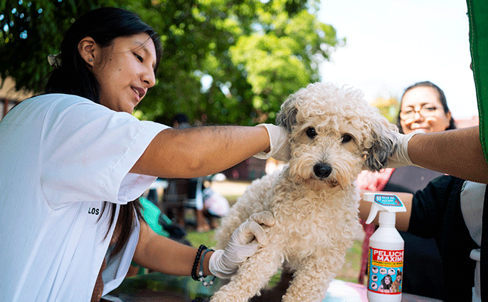 Atención a mascotas en campaña